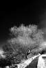 Thumbnail Infrared