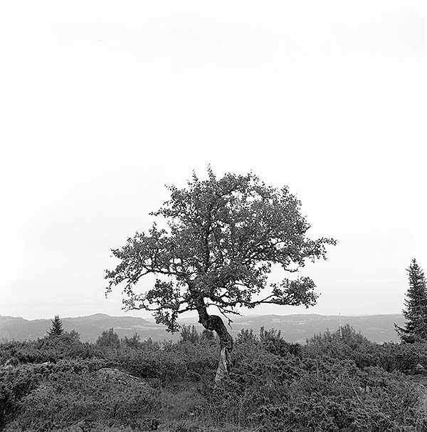 81071006001-600.jpg